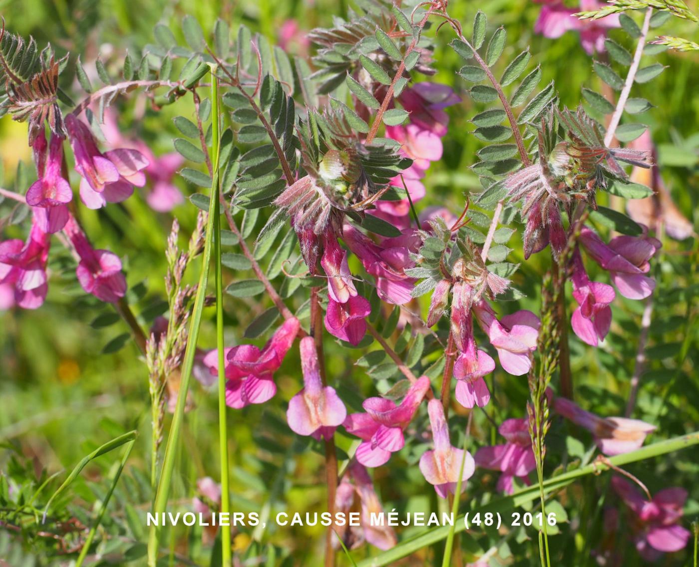 Vetch, (Hungarian) plant